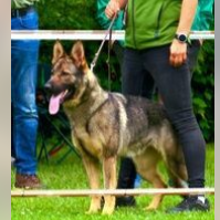 Nanu von der Mooreiche ,WB,BH,HD/ED normal,L&Uuml;W 0,OCD frei